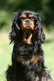 CAVALIER KING CHARLES 582